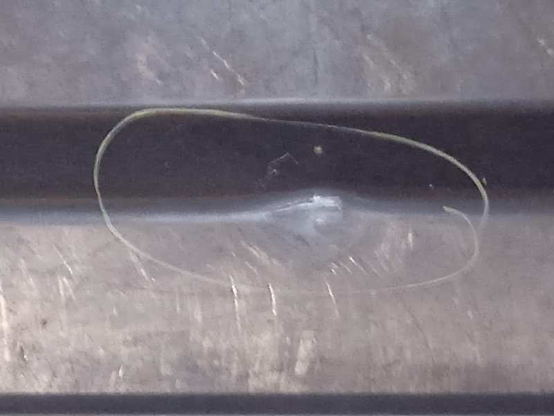 Recambio de puerta delantera derecha para dodge caliber 2.0 16v crd cat referencia OEM IAM 5074154AB  