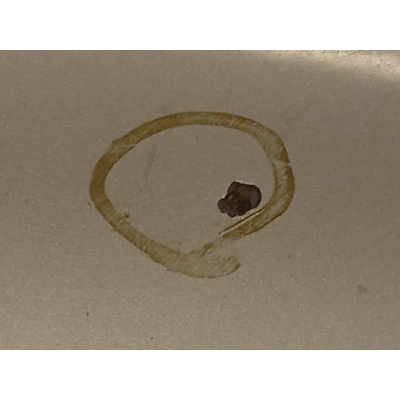 Recambio de capot para citroën c8 2.2 hdi exclusive referencia OEM IAM 7901N3  