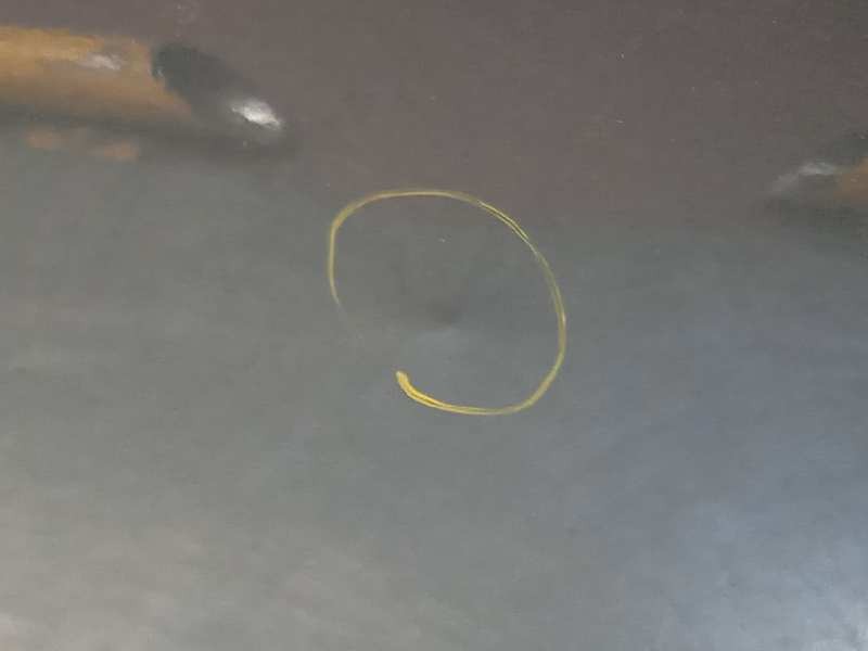 Recambio de puerta delantera derecha para skoda octavia berlina (1z3) elegance referencia OEM IAM 1Z0831056  