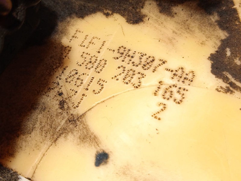 Recambio de bomba combustible para ford c-max (ceu) trend referencia OEM IAM F1F19H307AA 2256262 0580203165