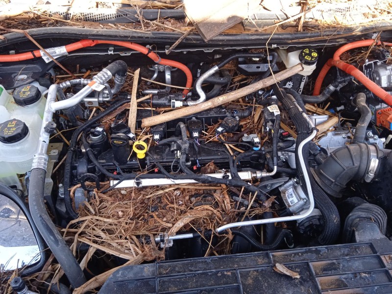 ford kuga iii (dfk) del año 2024