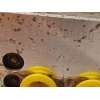 Recambio de abs para nissan juke (f15) tekna sport referencia OEM IAM 47660BF10D  TD8405