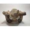 Recambio de pinza freno trasera izquierda para land rover discovery (lt) 2.5 turbodiesel referencia OEM IAM STC1905  