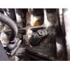 Recambio de despiece motor para bmw serie 1 berlina (e81/e87) 116i referencia OEM IAM N45B16AB  