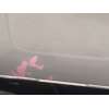 Recambio de kit airbag para toyota aygo (_b4_) 1.0 vvti (kgb40) referencia OEM IAM 553000H905B0 451300H091B0 891700H210